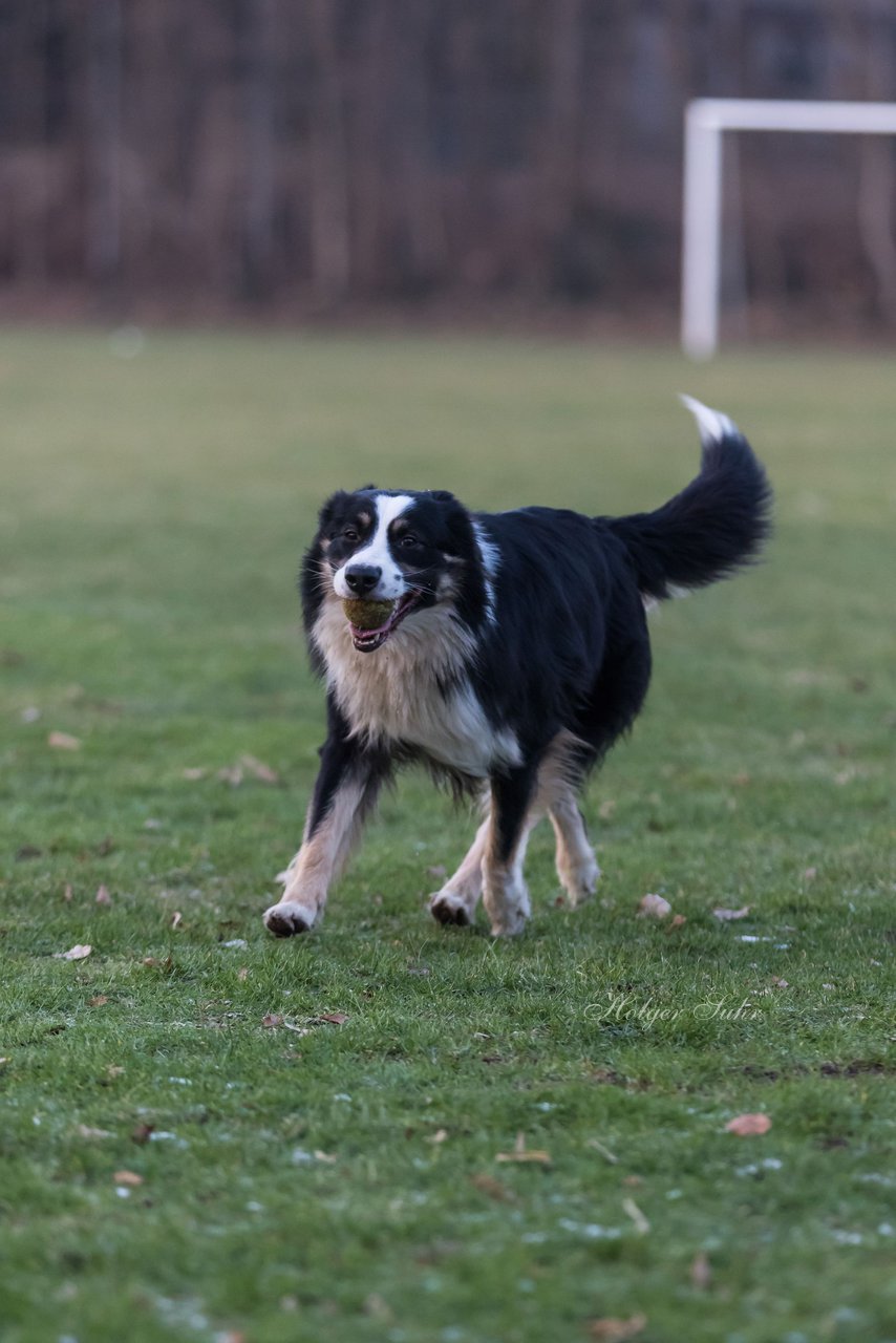 Bild 98 - Hundeshooting